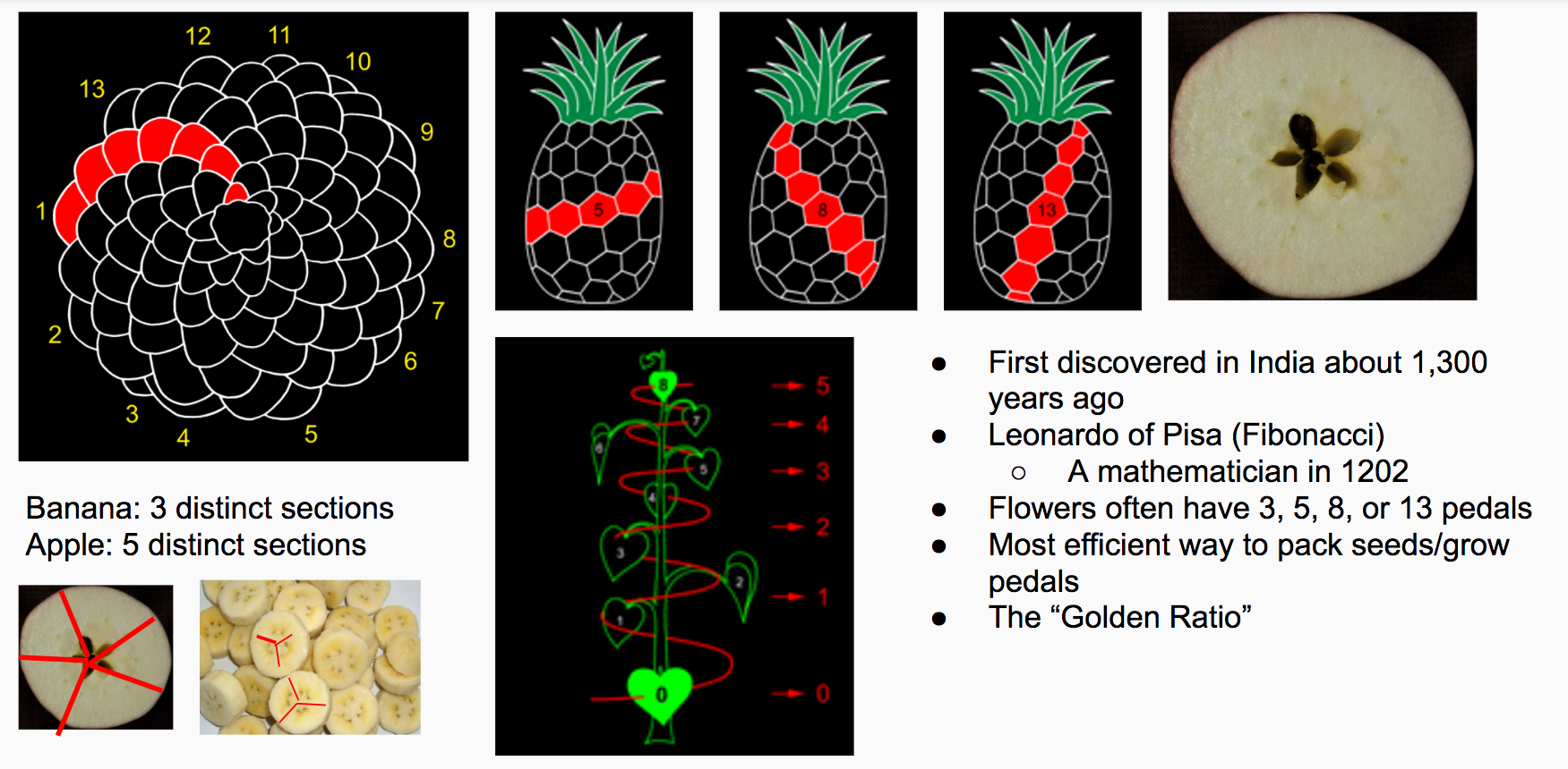 natures that explained by fibonacci sequence